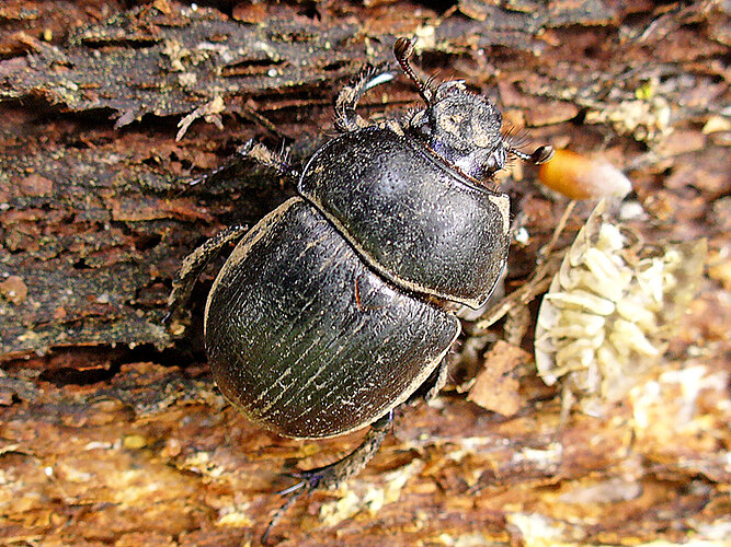 stercorosus