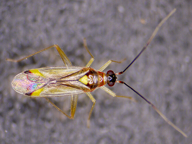 virgula