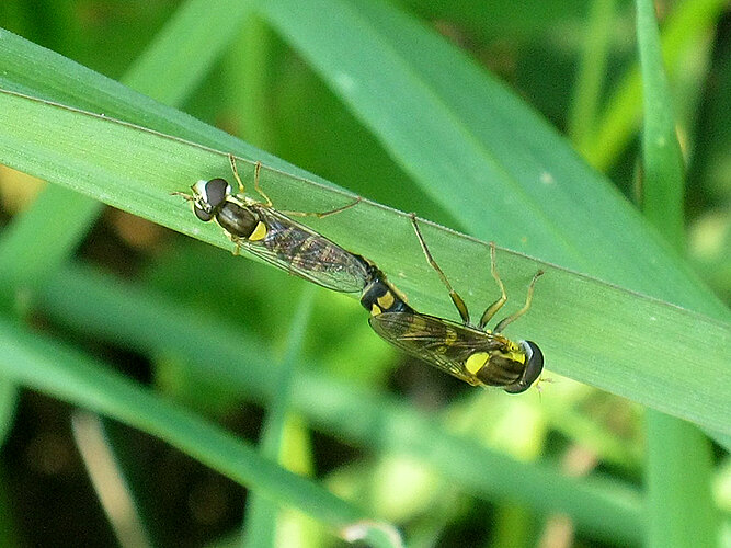 interrupta