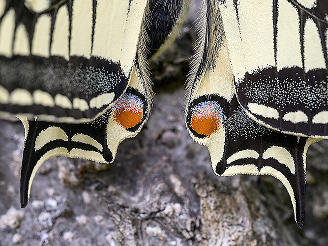machaon