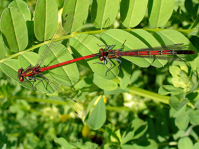 nymphula