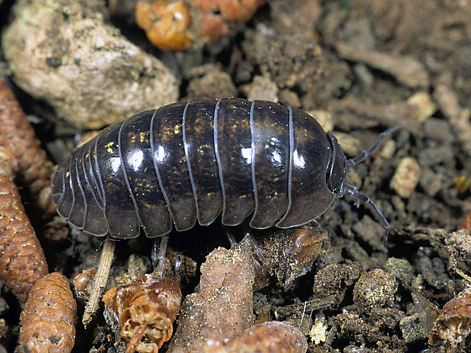vulgare