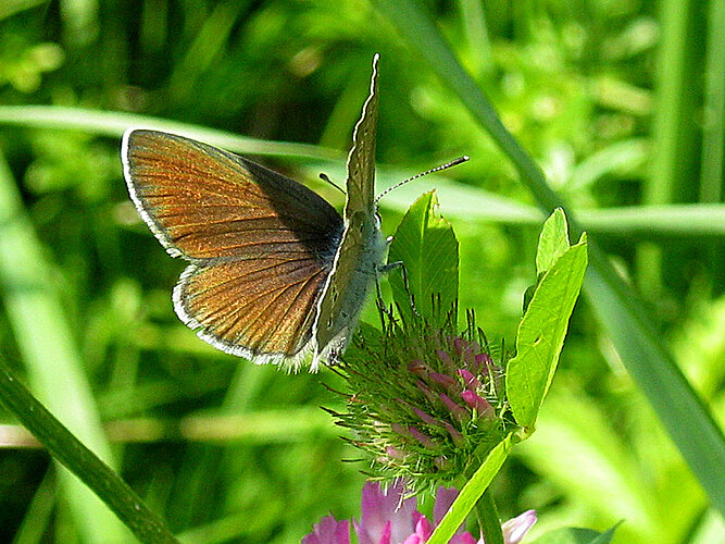 semiargus