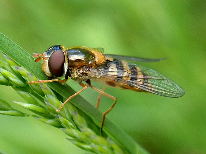 ribesii