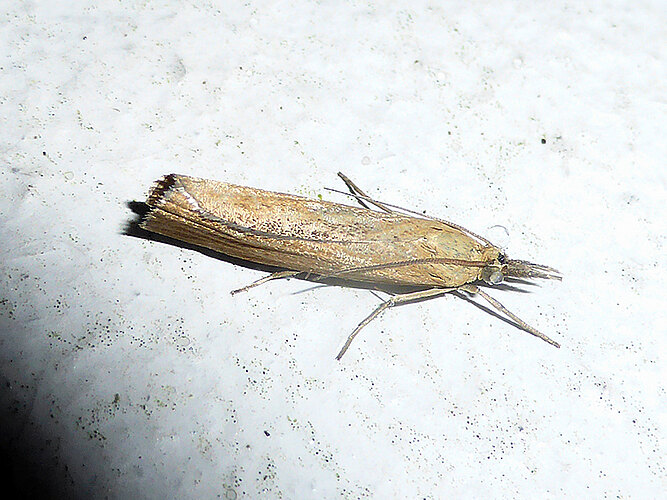 tristella