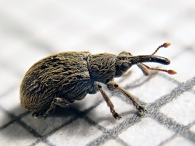 holosericeum