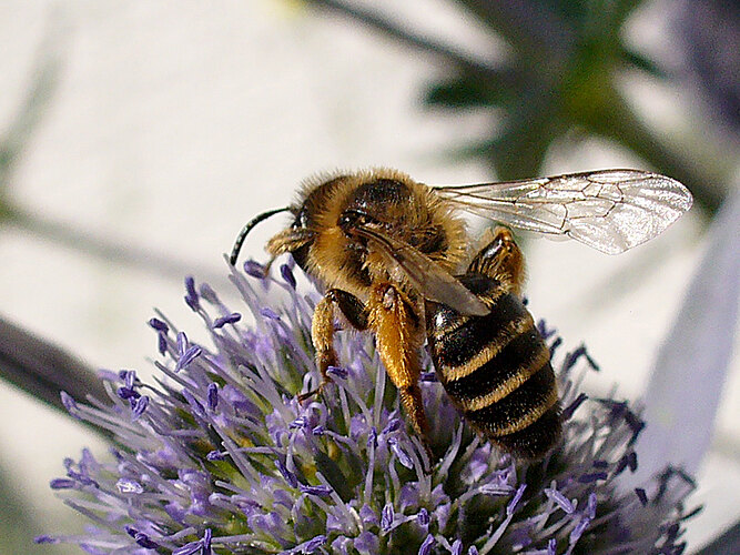 flavipes