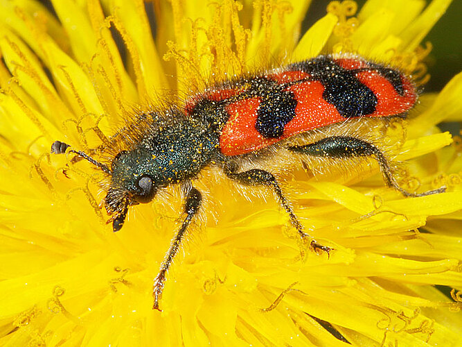 alvearius