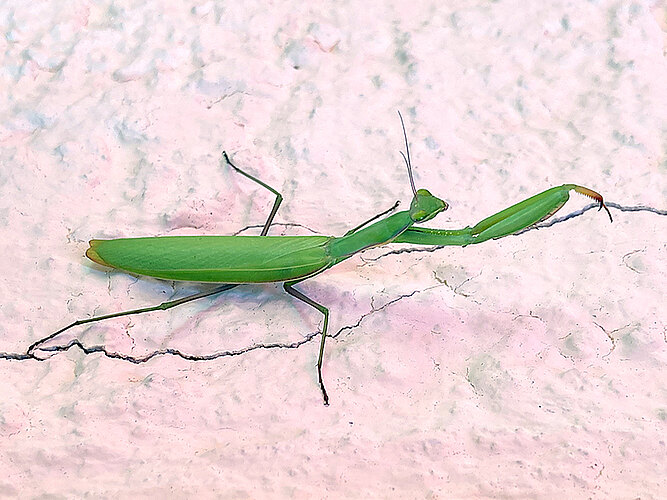 religiosa