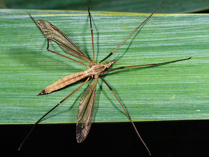 paludosa