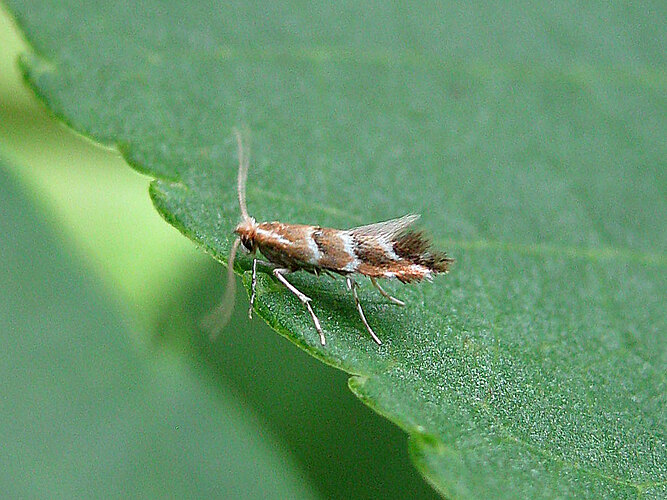 ohridella
