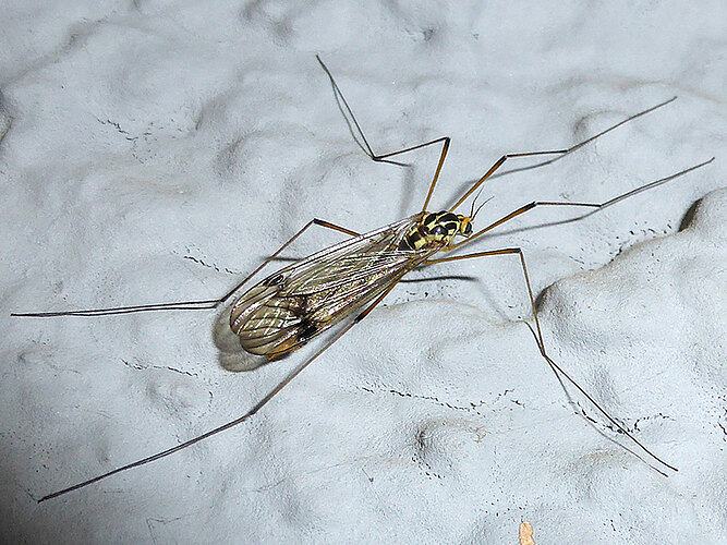 appendiculata
