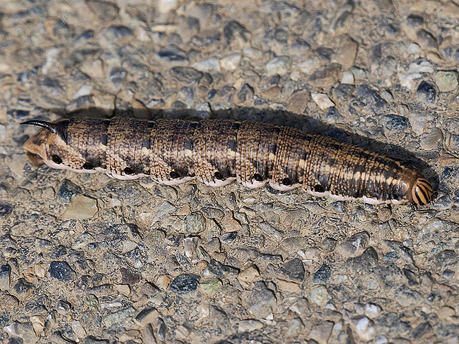 convolvuli