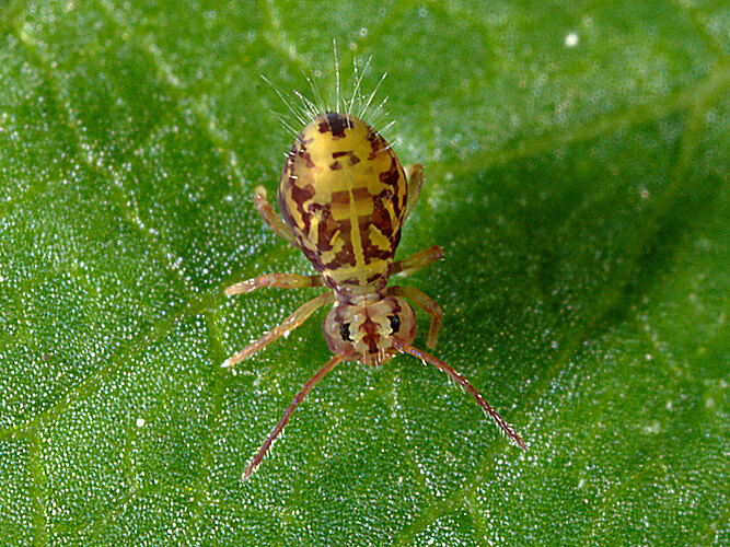 ornata