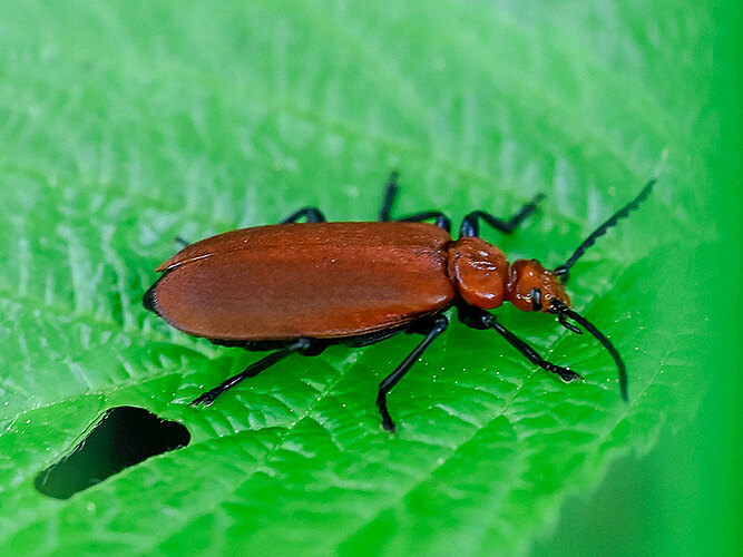 serraticornis