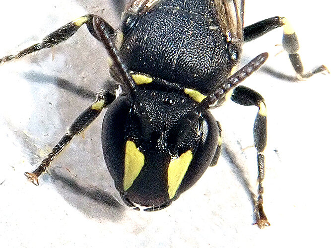 sp.