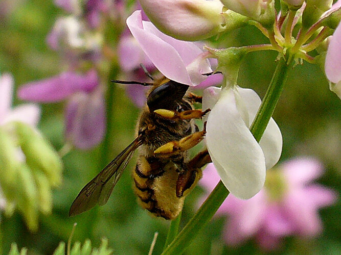 manicatum