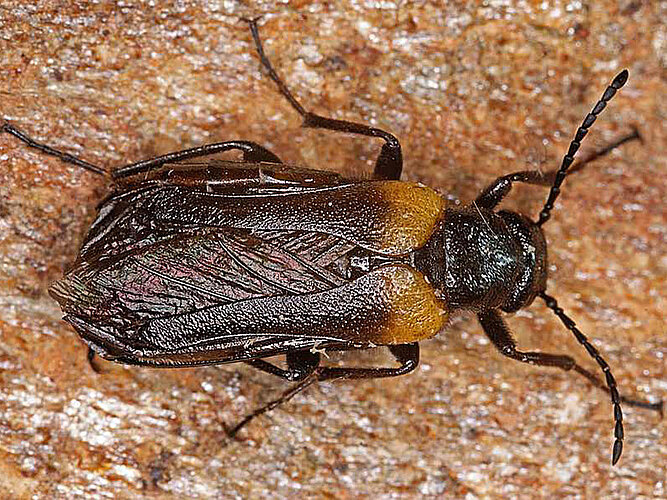 muralis