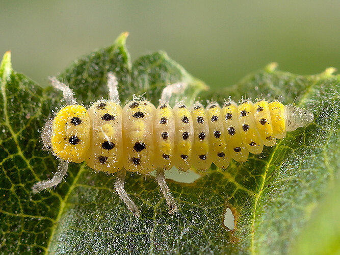 duodecimguttata