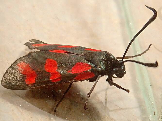 filipendulae