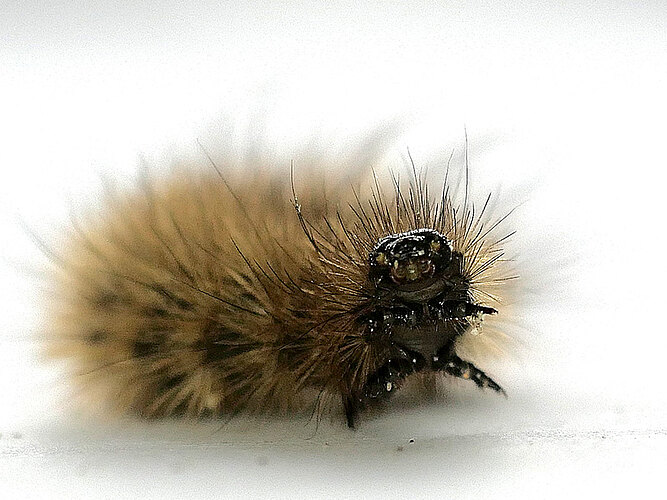 fuliginosa