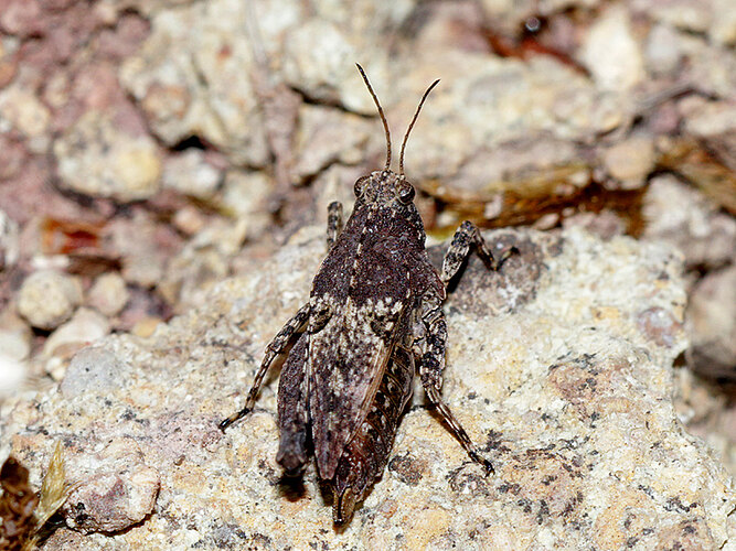 tenuicornis