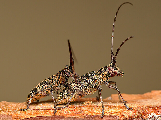 galloprovincialis