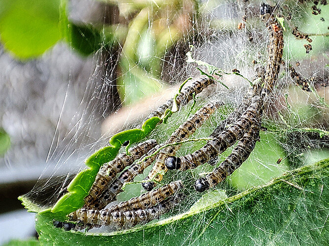 sp.