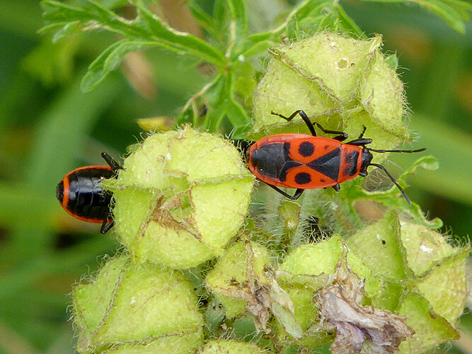 apterus