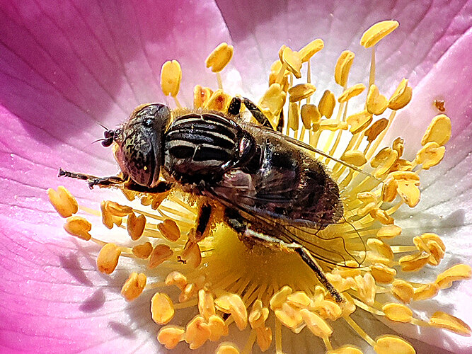 sepulcralis