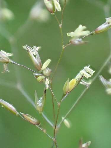 capillaris