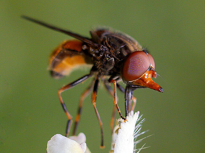 campestris