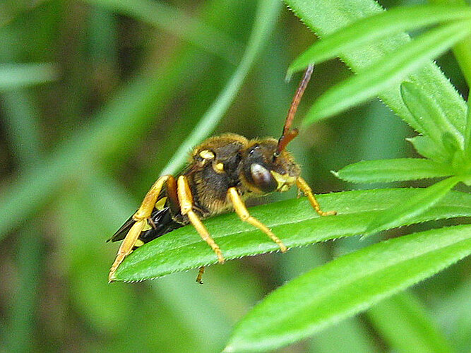 sp.