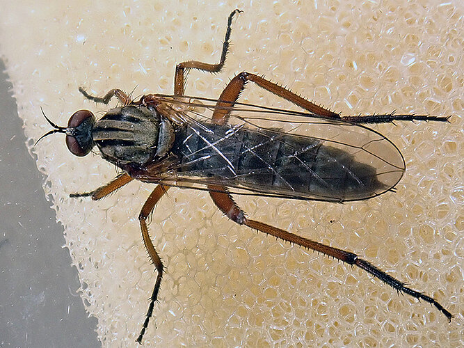 livida