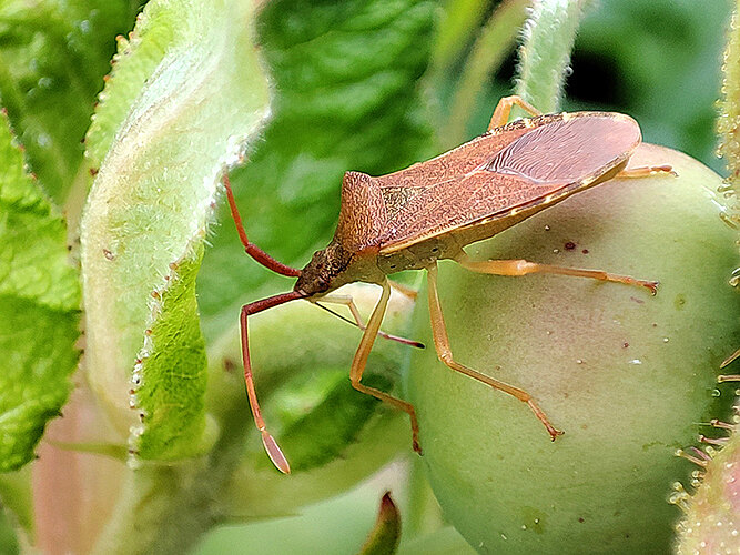 acuteangulatus