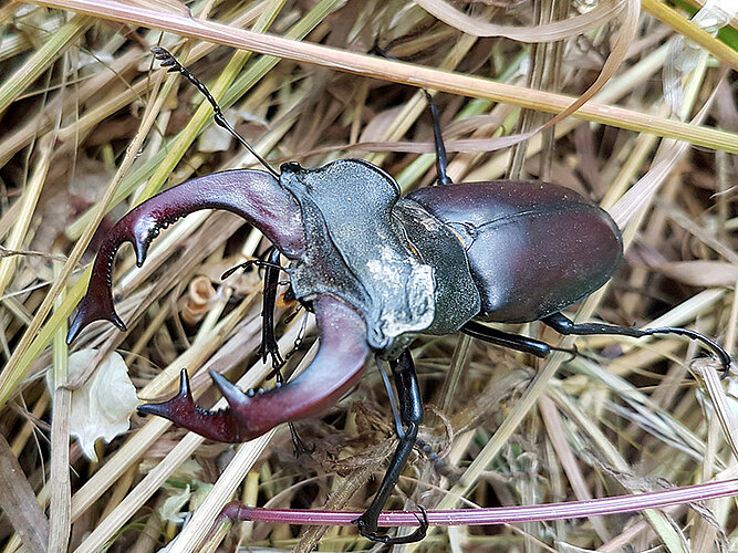 cervus