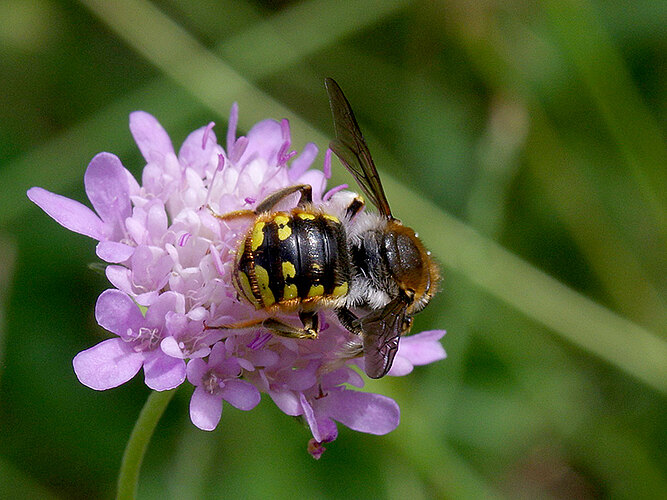 manicatum
