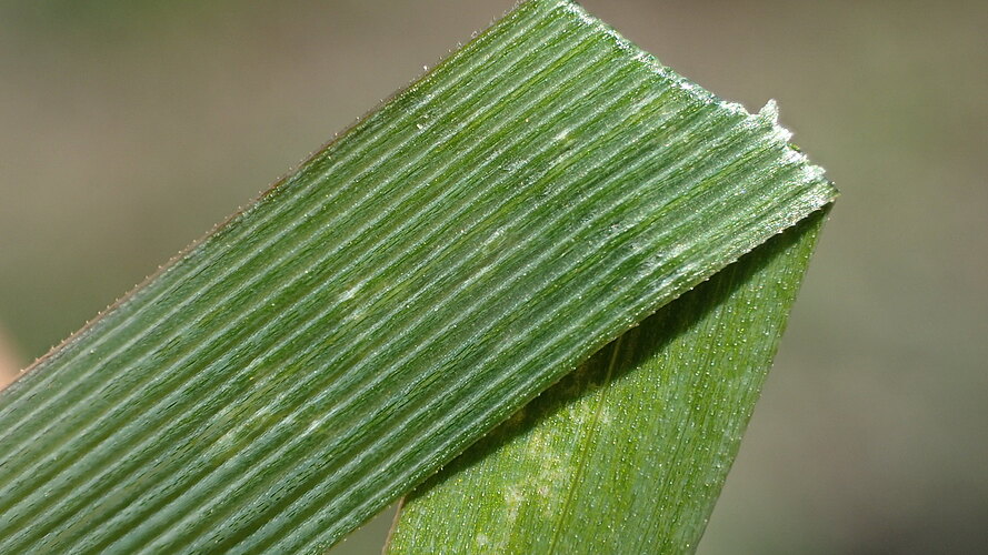 capillaris