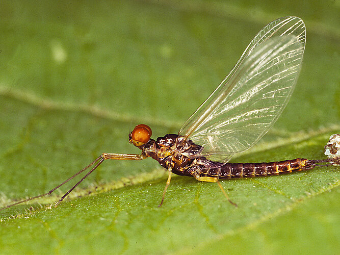 ignita