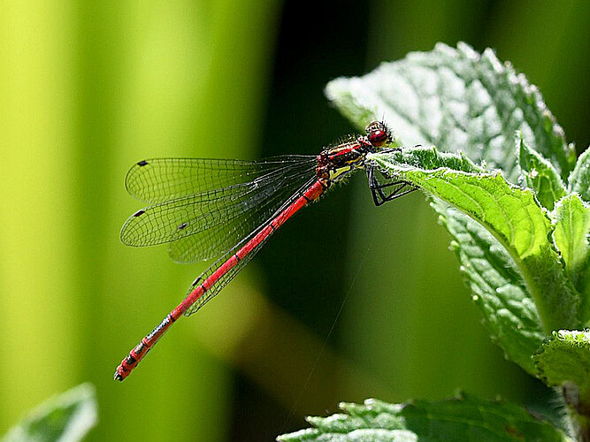 nymphula