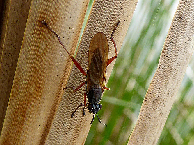 sphegea