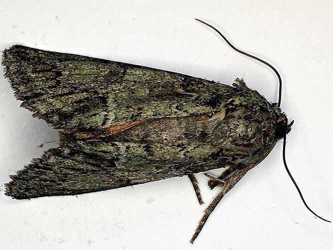 sericata