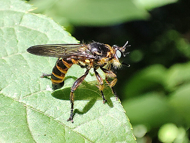 marginata