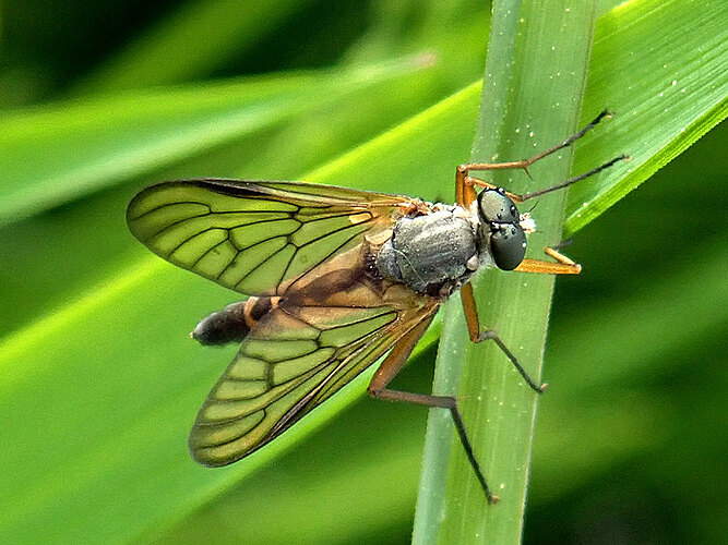 vitripennis