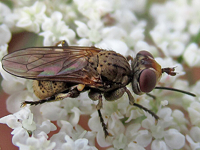 cinereum