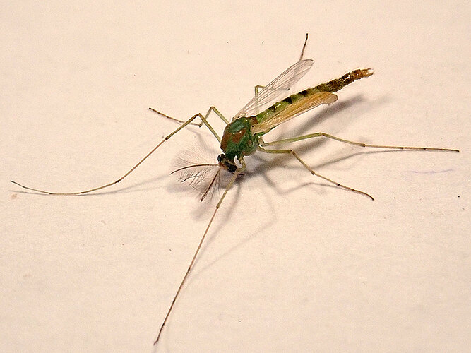 annularius