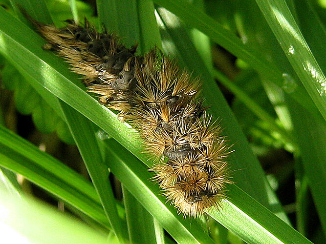 fuliginosa