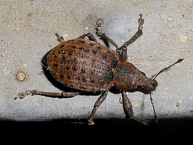 tessulatus