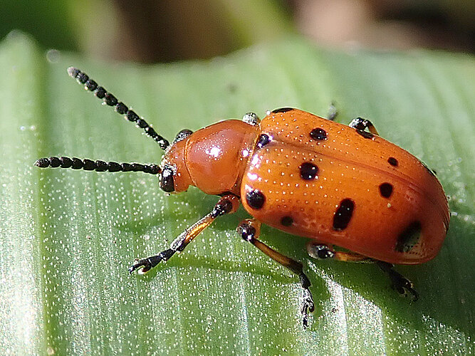 duodecimpunctata