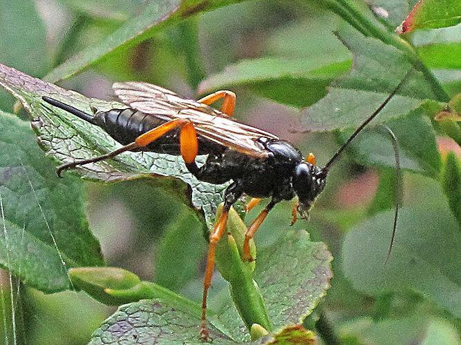 rufipes